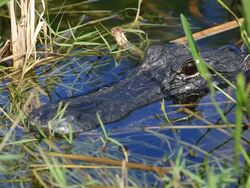 Alligator Stock Footage
