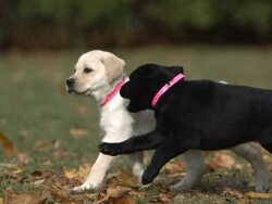 Medium pan-left - A black puppy and a white puppy run and play in a park. Stock Footage
