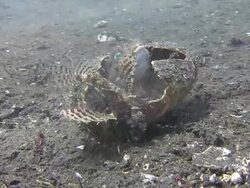 Neighbours Stock Footage