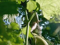 CU SLO MO Low angle Shot of man cutting weeds and grass with weed wacker / Morristown, New Jersey, United States Stock Footage