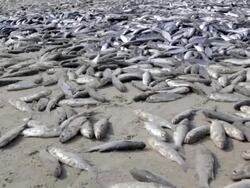 Lots of Fish Stock Footage