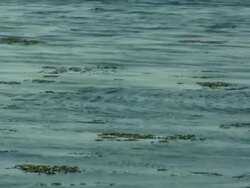 The sea Stock Footage