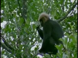 Silhouetted Nilgiri langur, Prebytis johnii, jumping through trees, Western Ghats, India Stock Footage