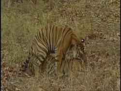 Royal Bengal tiger (Panthera tigris tigris) pair mating, Bandhavgarh National Park, India Stock Footage
