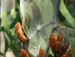 CU Tilt down, Common Jezebel butterfly (Delias nigrina) Pupae on silk tent, Australia Stock Footage