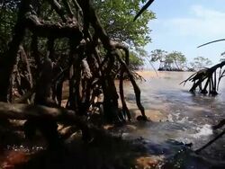 Mangrove forest Stock Footage