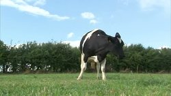 Dairy Cows & Milk Production at a Dairy Farm News Clip
