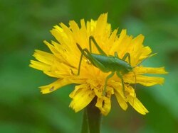 Grasshopper on dandelion Stock Footage