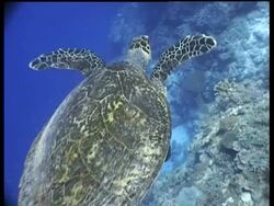 MS Hawksbill Turtle swims over reef drop off,  rear view, away from camera, high angle, Layang Layang, Malaysia Stock Footage
