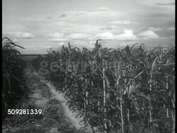 Dancing, agriculture crops Instructional Video