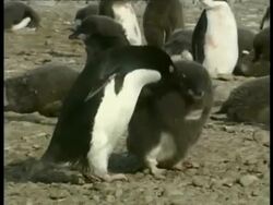 CU Adelie Penguin, Pygoscelis adeliae, juvenile waddling around adult, Antarctica Stock Footage