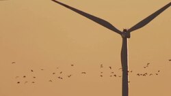 Birds migration Stock Footage