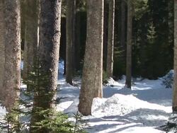 HD: Forest in the winter Stock Footage