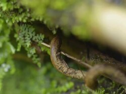 dolly : tiny fern on root of tree Stock Footage
