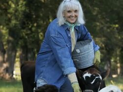 MS Senior Farmer Feeding Sheep and Cows in Pasture / Richmond. Virginia, USA  Stock Footage
