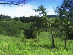 Trail riding on horseback Stock Footage