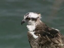 CU Osprey over water / Guanacaste, Costa Rica Stock Footage