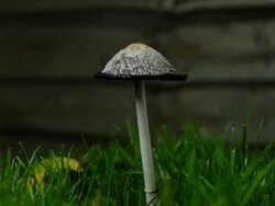 "CU TU T/L Shot of Shaggy Ink Cap Mushroom Coprinus comatus as fungus auto digests and curls upwards to reveal inky spores on grass with fence in back side / London, Greater London, United Kingdom" Stock Footage