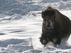 MS TS Bison running and walking in snow / Yellowstone National Park, Wyoming, United States Stock Footage