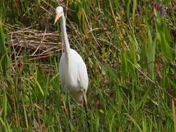 White egret or ibis in the Everglades Stock Footage