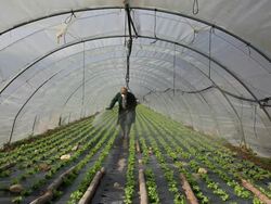 Man spraying lettuces (Lactuca sativa) in polytunnel, Ardeche, France Stock Footage