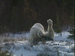 Polar bears (Ursus maritimus) in wrestling hold, near Churchill, Manitoba, Canada Stock Footage
