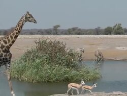 Quelea Stock Footage