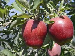 CU Shot of red apples on tree / Merano, Trentino, Tyrol, Italy Stock Footage