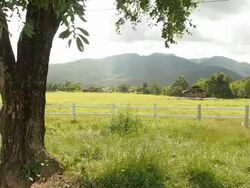 Landscape farm and background a flock of sheep Stock Footage