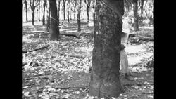 SYND 2 12 68 US TROOPS PATROL CAMBODIA BORDER AREA Instructional Video