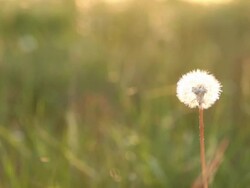 Back lit dandelion Stock Footage