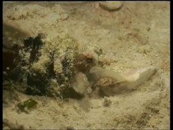 CU small Octopus in bottle, pulling shell to cover opening, Mabul, Borneo, Malaysia Stock Footage