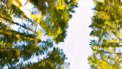 Ancient Forest with tall tree Stock Footage