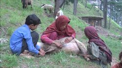 CLEAN : Cashmere Pashmina industries fading in Ka News Clip