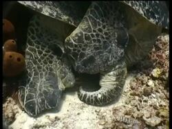 CU Green Turtle pair mating on reef, rear view, Sipadan, Borneo, Malaysia Stock Footage