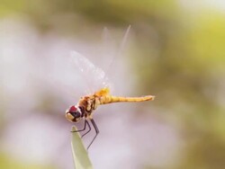 Dragonfly On Leaf Stock Footage