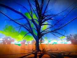 dried up tree on the desert Stock Footage