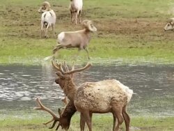 MS Shot of Rams and elk grazing at pond / Estes Park, Colorado, United States Stock Footage