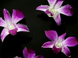 MS View of  Orchids floating on water / Singapore Stock Footage