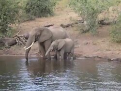 Elephant And Crocodile Scrap It Out In Botswana Stock Footage