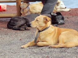 WS View of Dogs relaxing near water / Rapa Nui National Park, Easter Island, Chile  Stock Footage