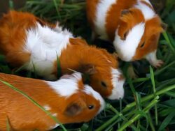 Guinea pigs Stock Footage