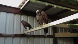 Hawks keep London's pigeons in line Instructional Video