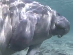 Manatee and Snorkeler Stock Footage