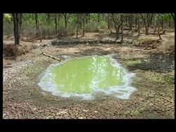 Dried out pool, Nagarahole, Southern India Stock Footage