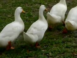 Four Ducks Waddling Stock Footage