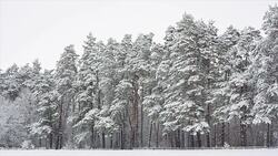 Pine forest in snow after blizzard. Stock Footage