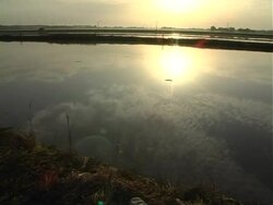 rice farm Stock Footage