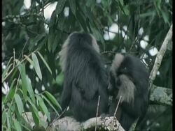 MS two Liontail macaque, Macaca silenus, grooming in tree, Western Ghats, India Stock Footage