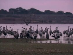 Common Cranes (Grus grus) leaving roost on Lake Cubillar, Caceres Province in Extremadura, Spain Stock Footage
